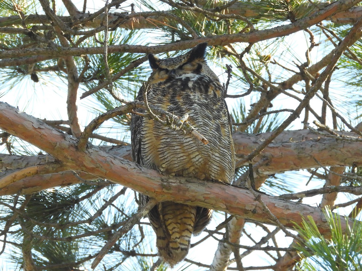 Great Horned Owl - Michael W. Sack