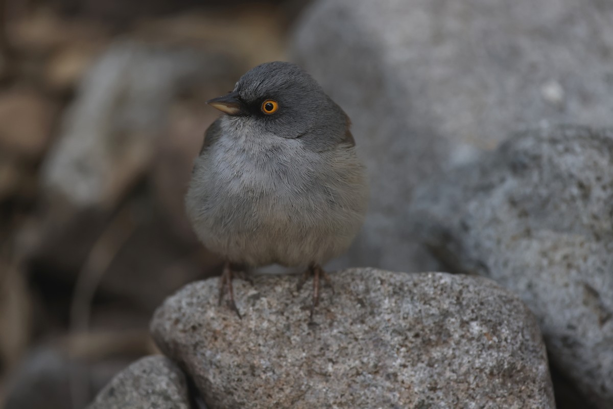 Yellow-eyed Junco - Andy Gee