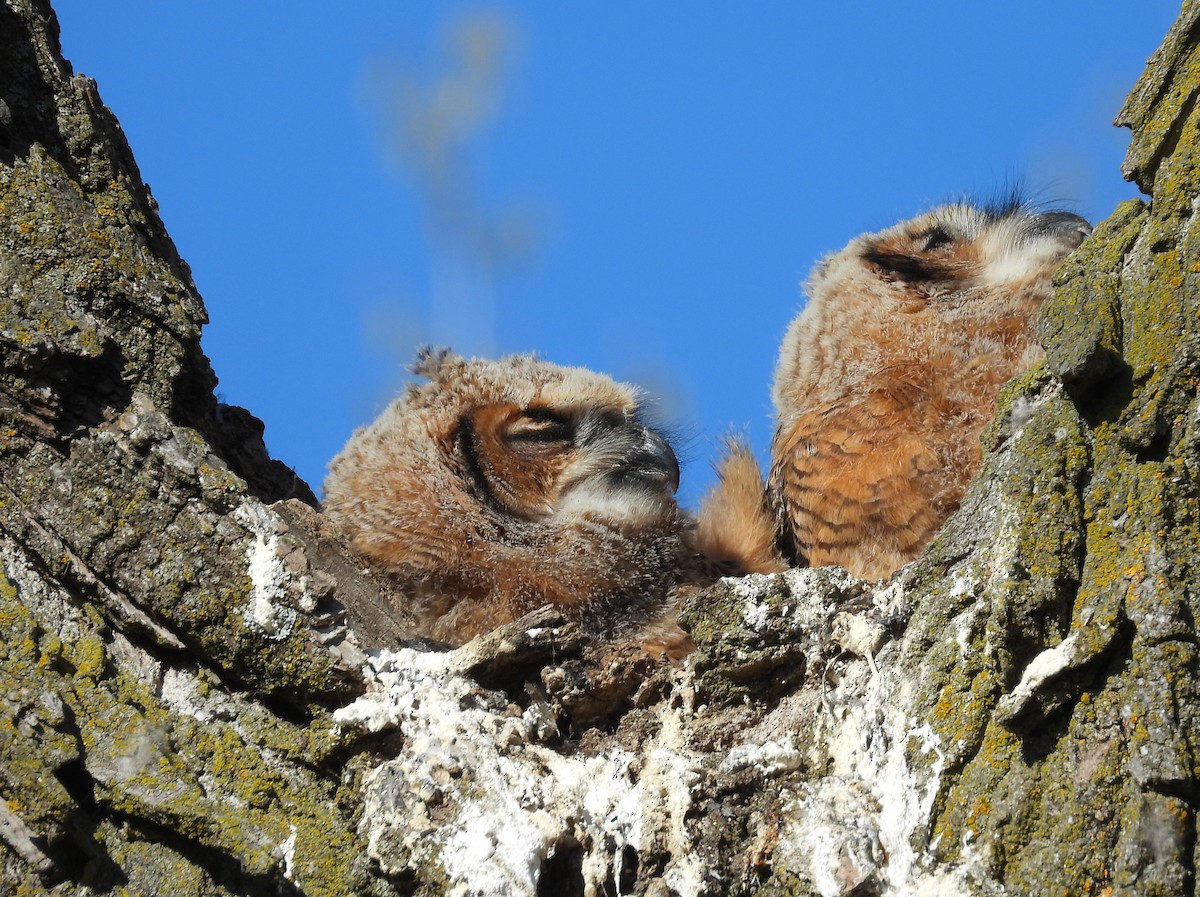 Great Horned Owl - ML618066188