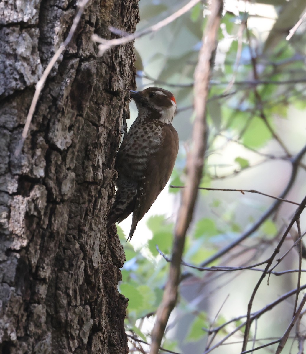 Arizona Woodpecker - ML618066190