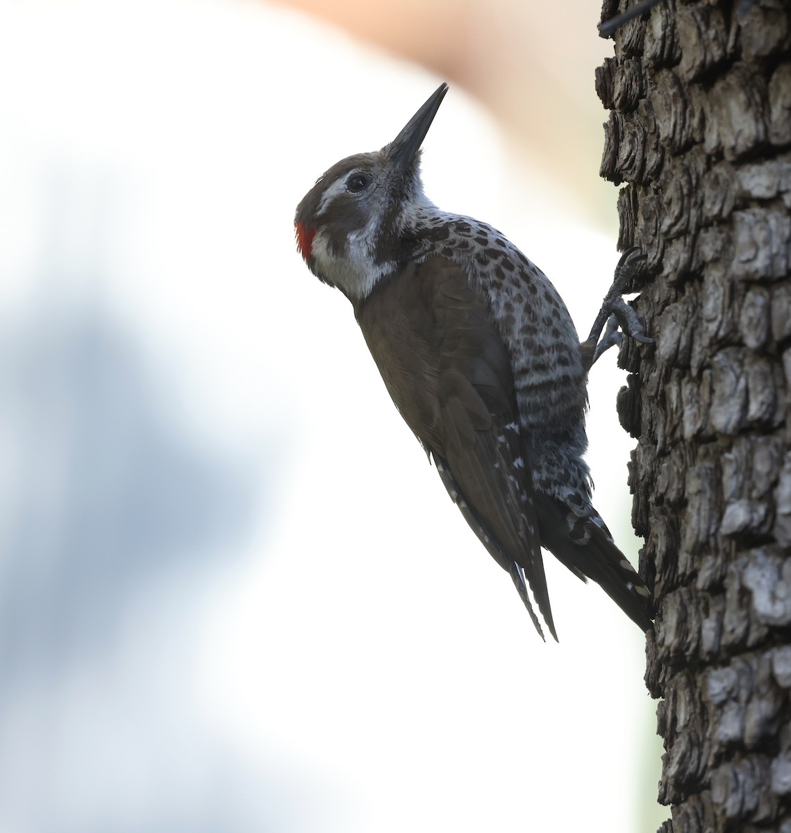 Arizona Woodpecker - Andy Gee