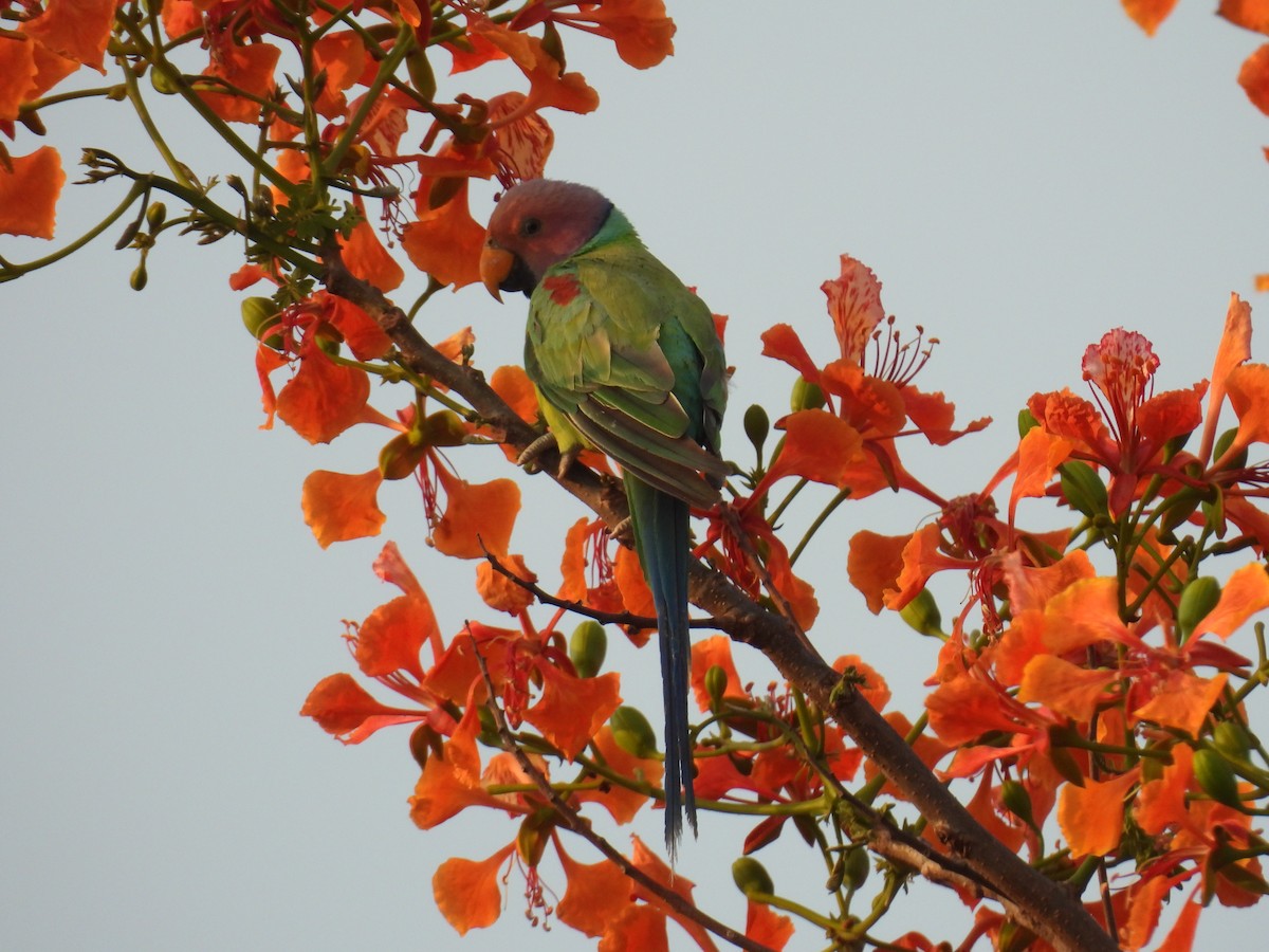 Plum-headed Parakeet - Murari Varma