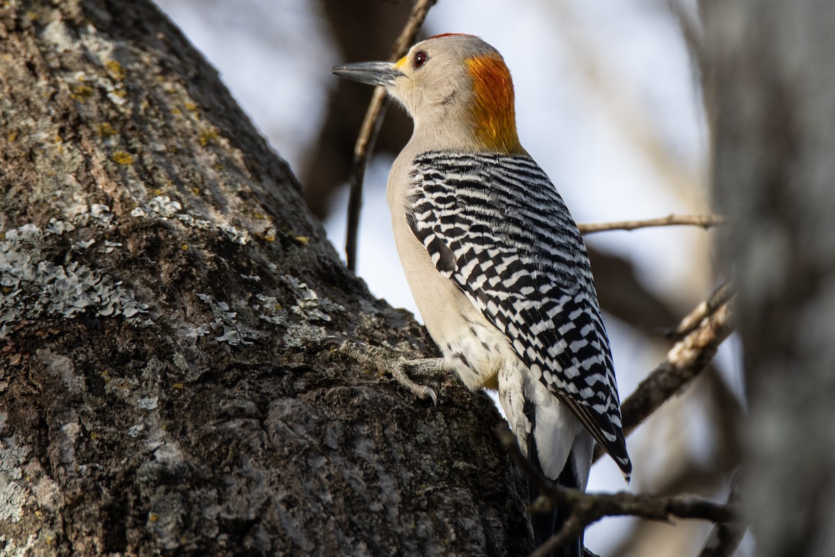 Golden-fronted Woodpecker - ML618066246