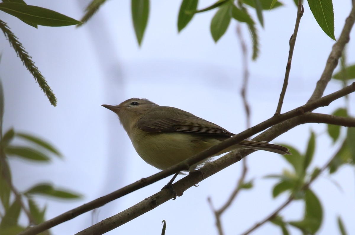 Warbling Vireo - maggie peretto