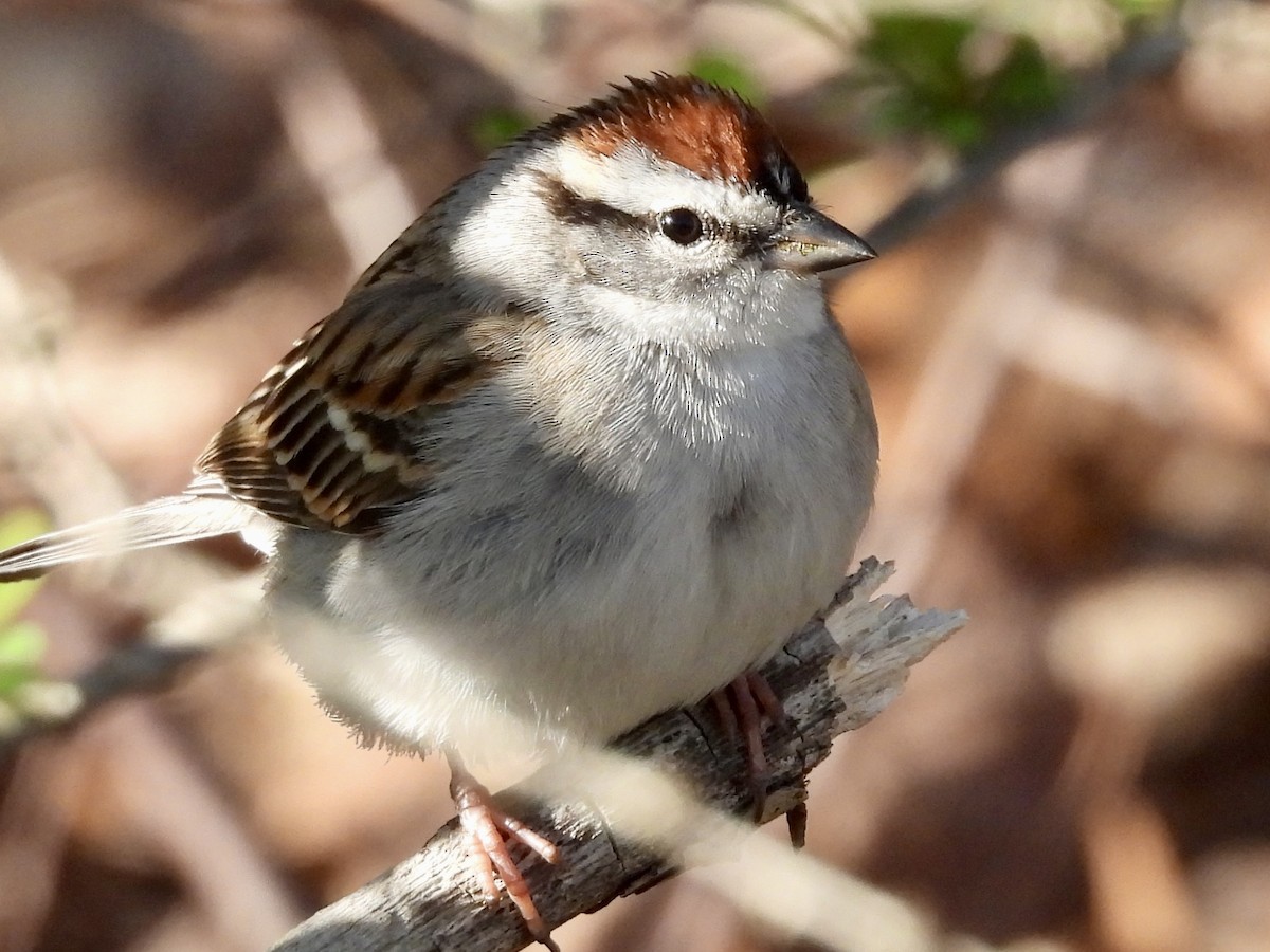 Chipping Sparrow - ML618066273