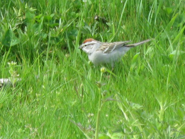 Chipping Sparrow - ML618066307