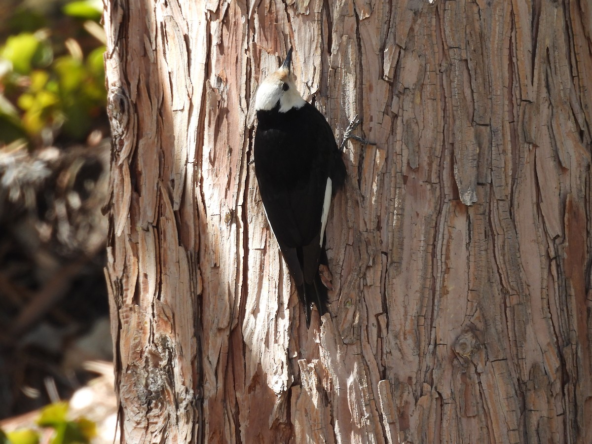 White-headed Woodpecker - Carolyn Willcox