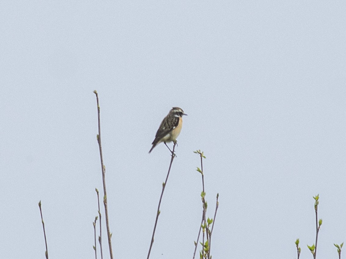 Whinchat - ML618066360