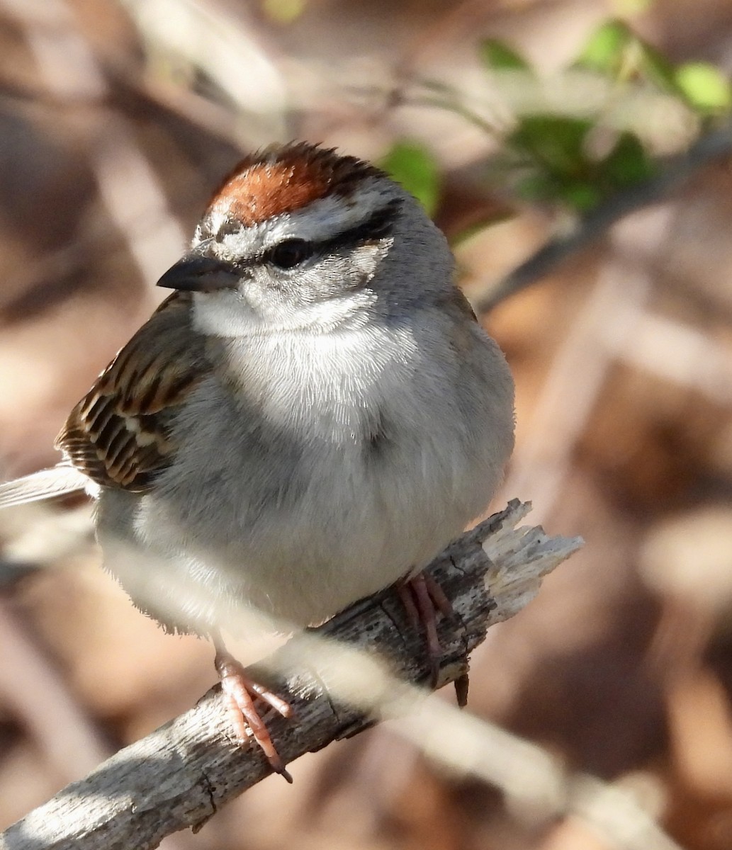 Chipping Sparrow - ML618066400