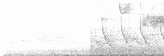 Голубокрылая червеедка - ML618066406