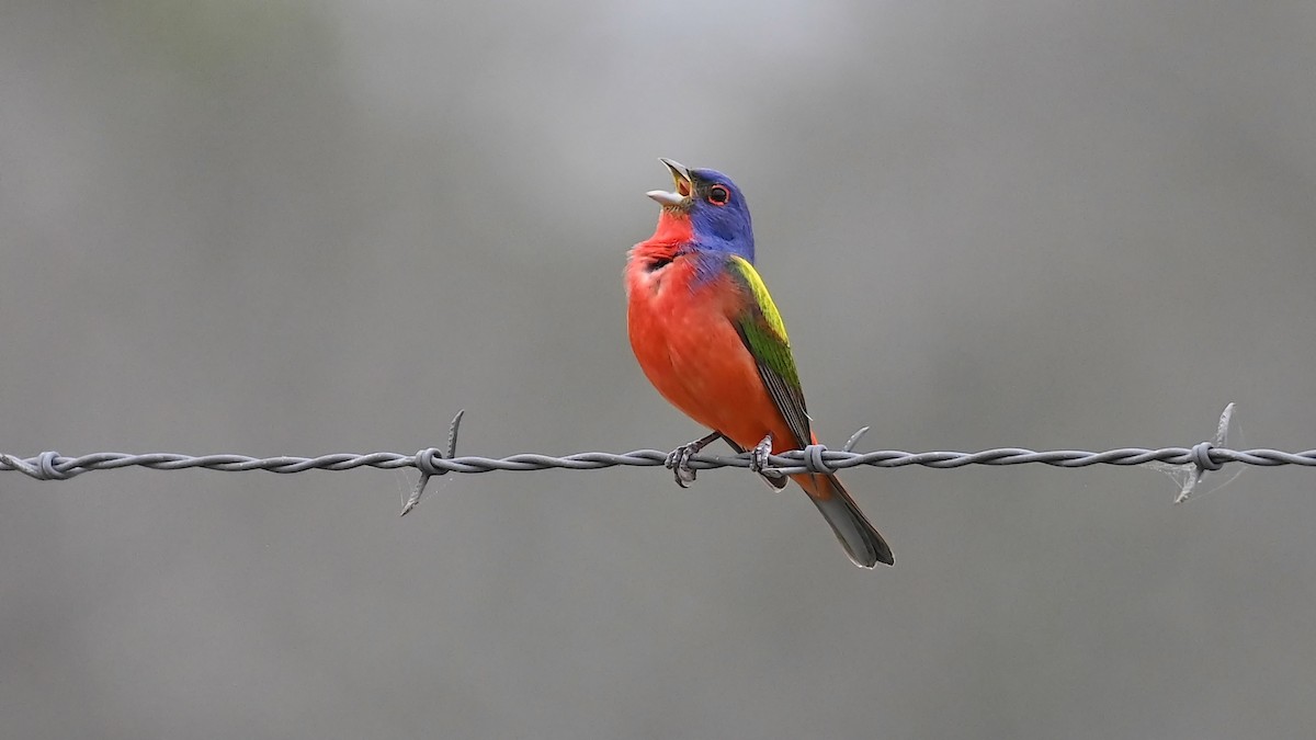 Painted Bunting - ML618066449