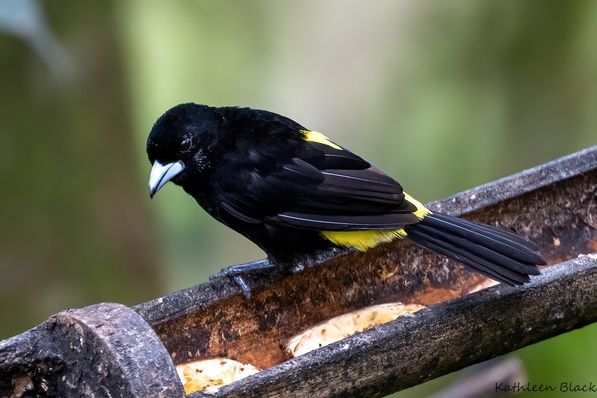 Flame-rumped Tanager - ML618066450