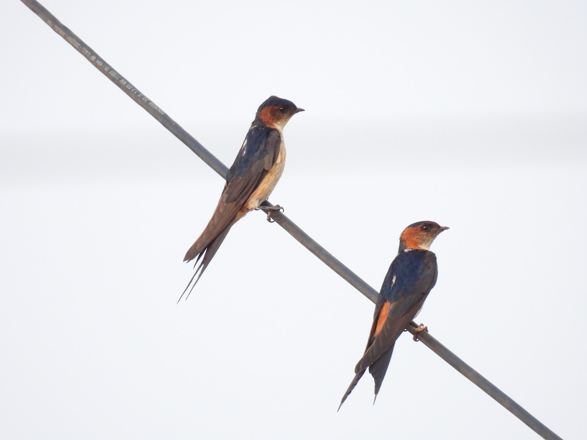 Red-rumped Swallow - Murari Varma