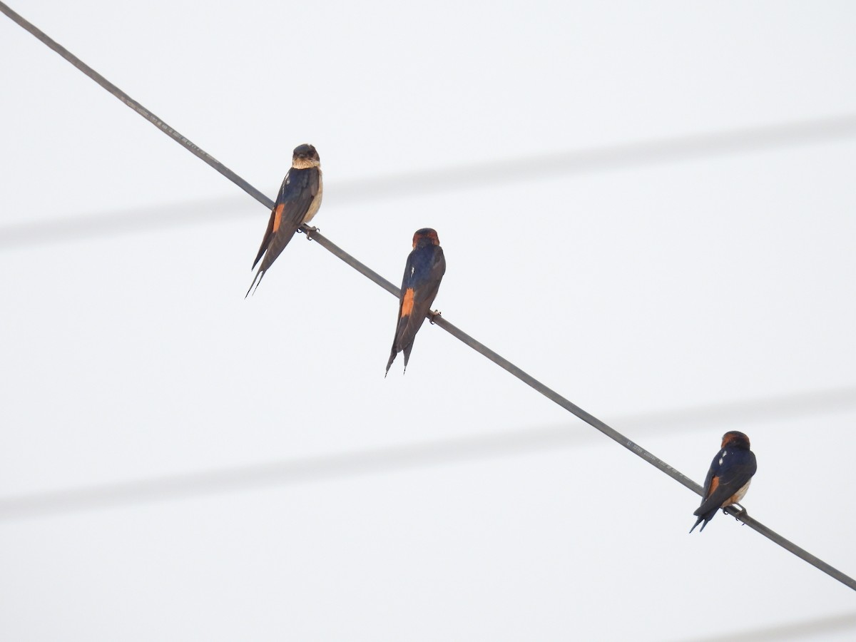 Red-rumped Swallow - Murari Varma