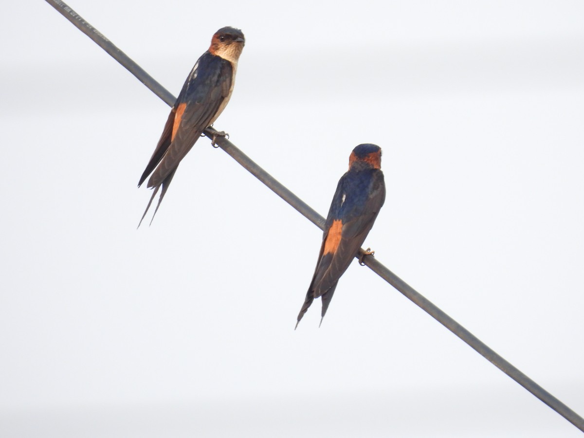 Red-rumped Swallow - ML618066464