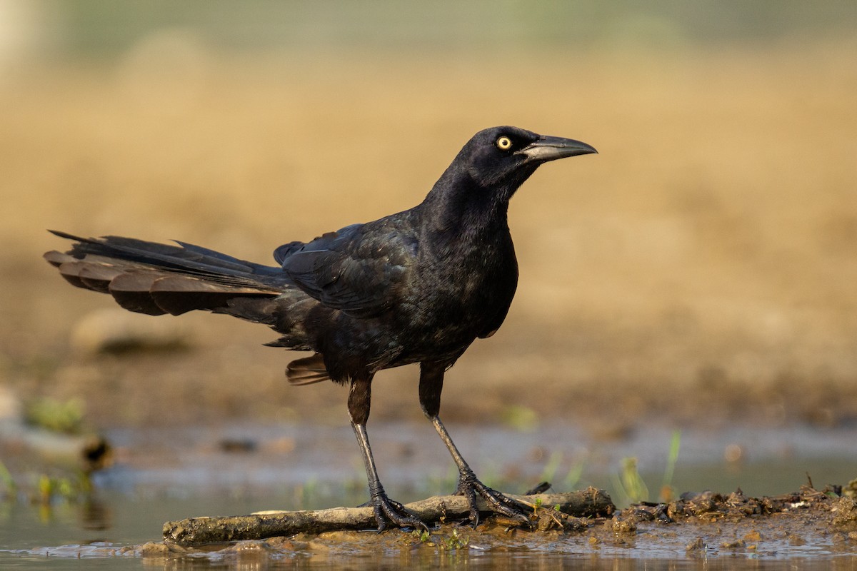 Great-tailed Grackle - ML618066470