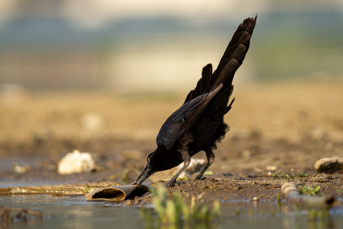 Great-tailed Grackle - ML618066475