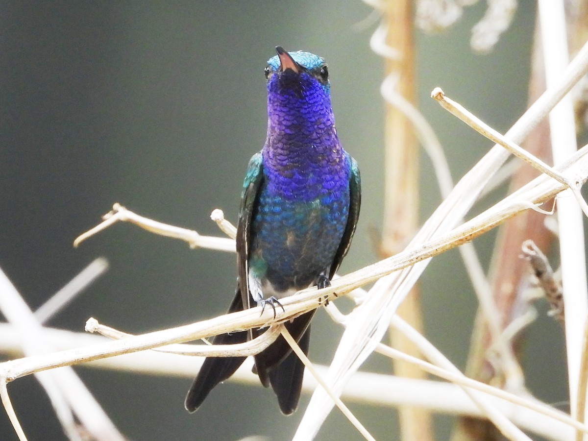 Sapphire-throated Hummingbird - ML618066476