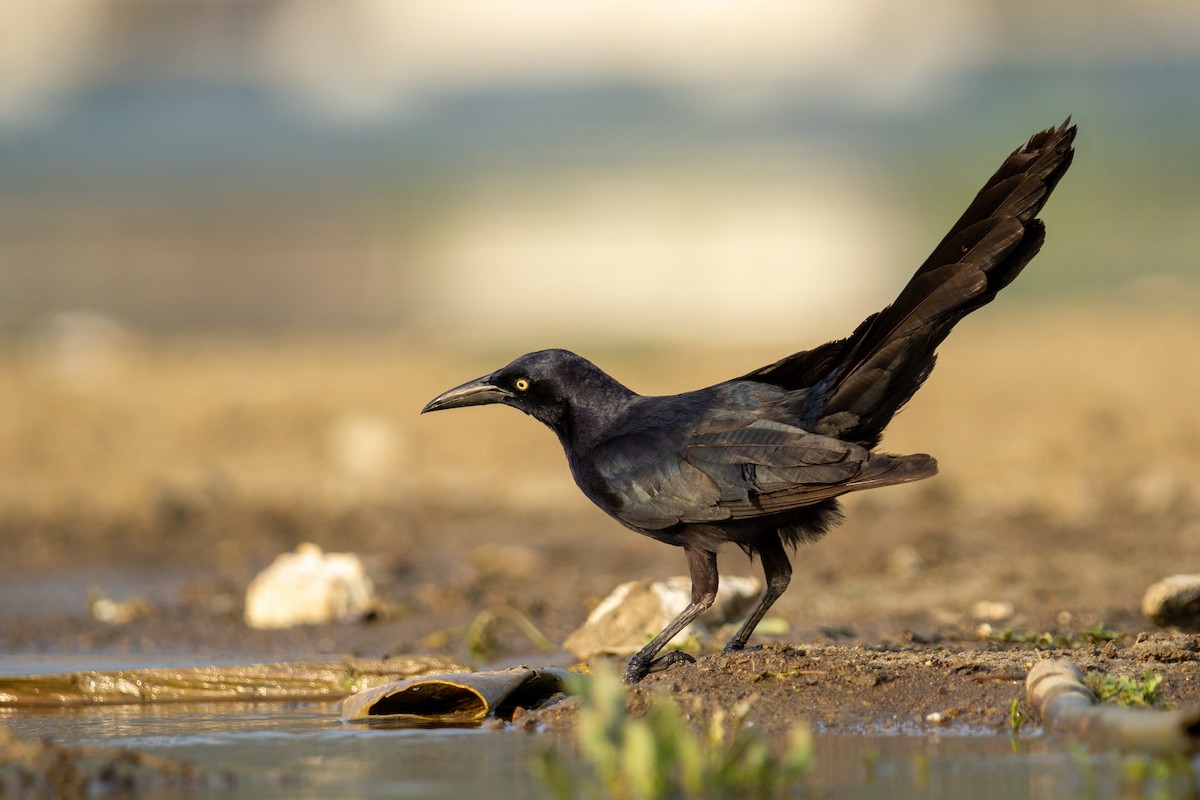 Great-tailed Grackle - ML618066479