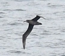 Black-footed Albatross - ML618066481