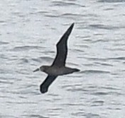 albatros černonohý - ML618066482