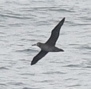 albatros černonohý - ML618066483