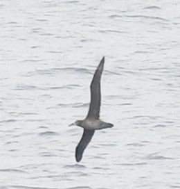 albatros černonohý - ML618066484