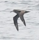 Black-footed Albatross - ML618066485