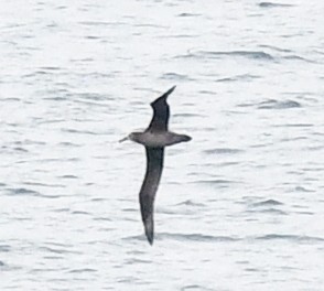 Black-footed Albatross - ML618066486