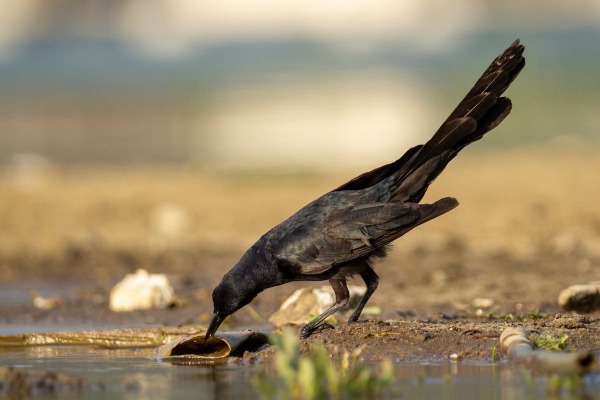 Great-tailed Grackle - ML618066488