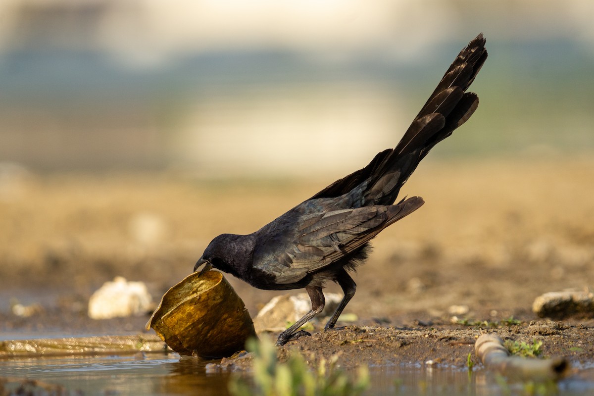 Great-tailed Grackle - ML618066489