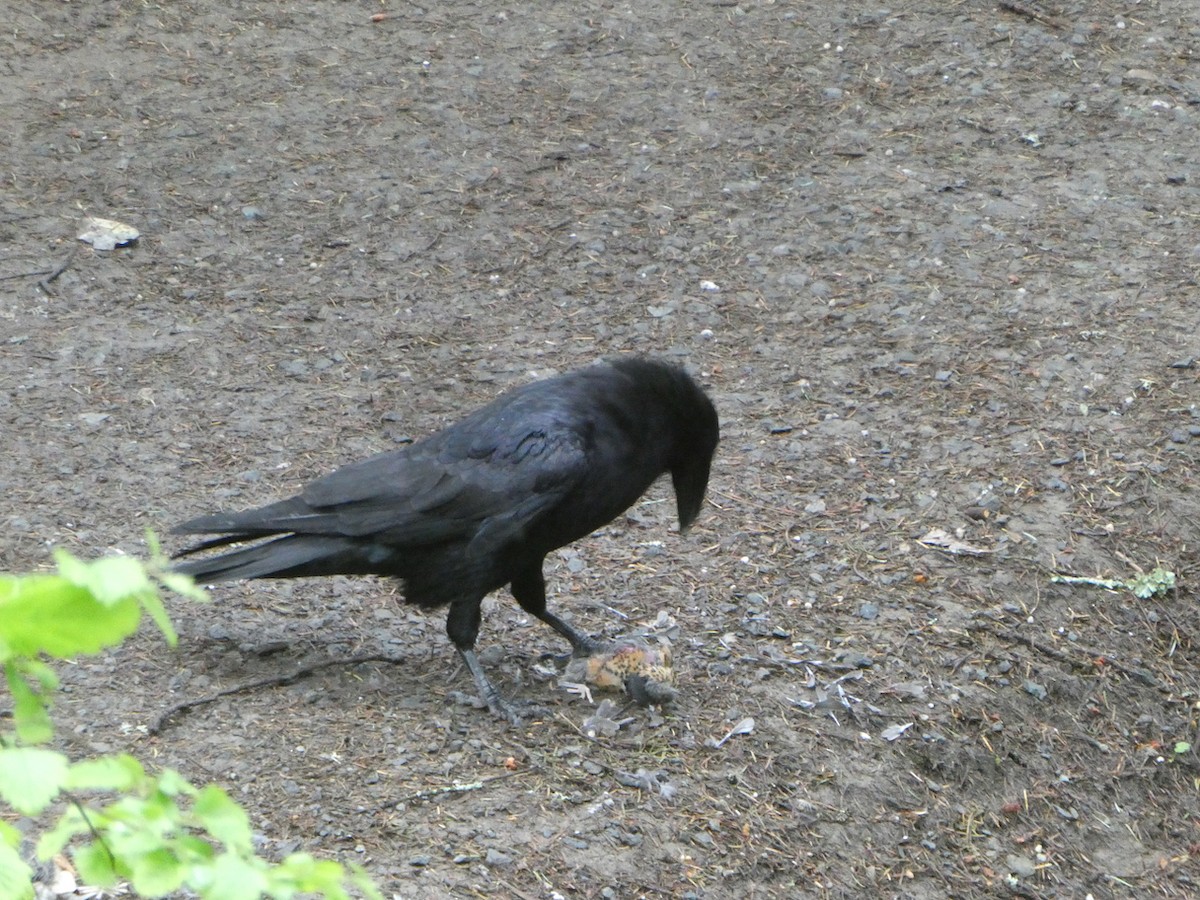 Common Raven - ML618066490