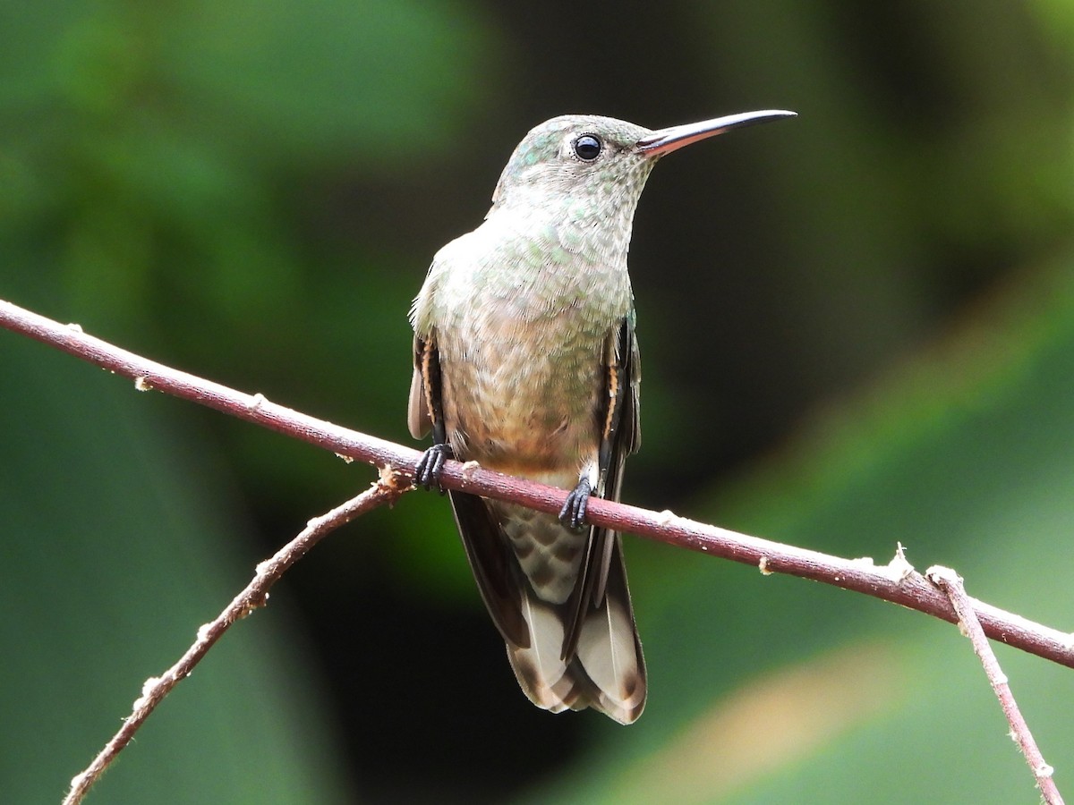 Scaly-breasted Hummingbird - ML618066492