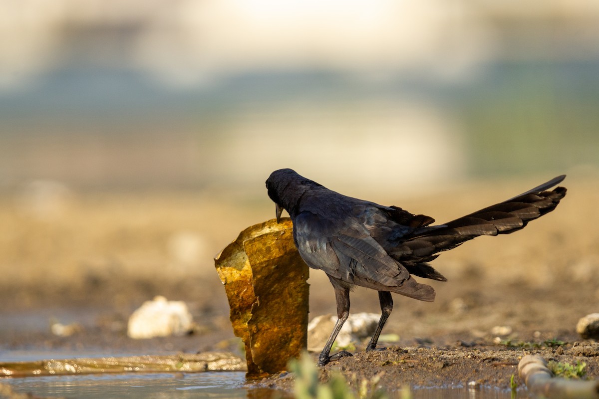 Great-tailed Grackle - ML618066493