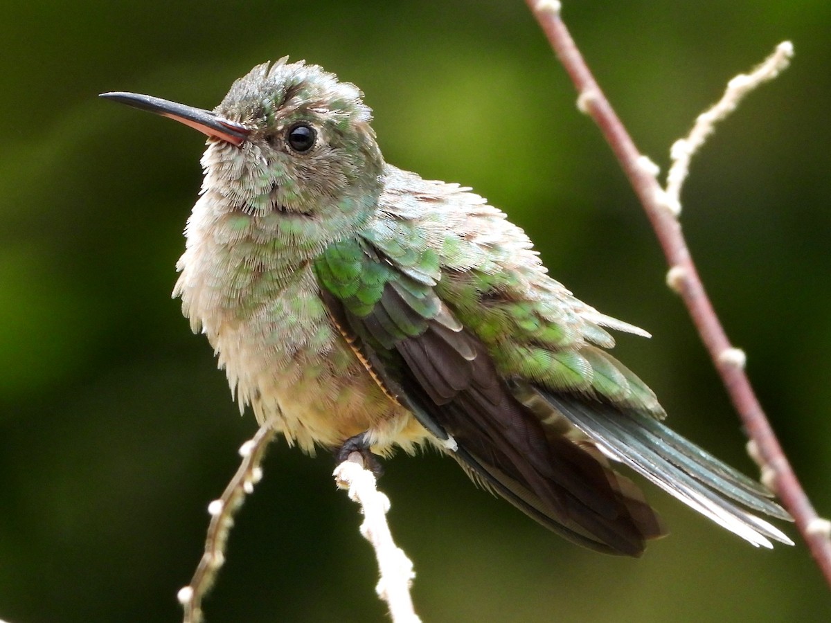 Scaly-breasted Hummingbird - ML618066498