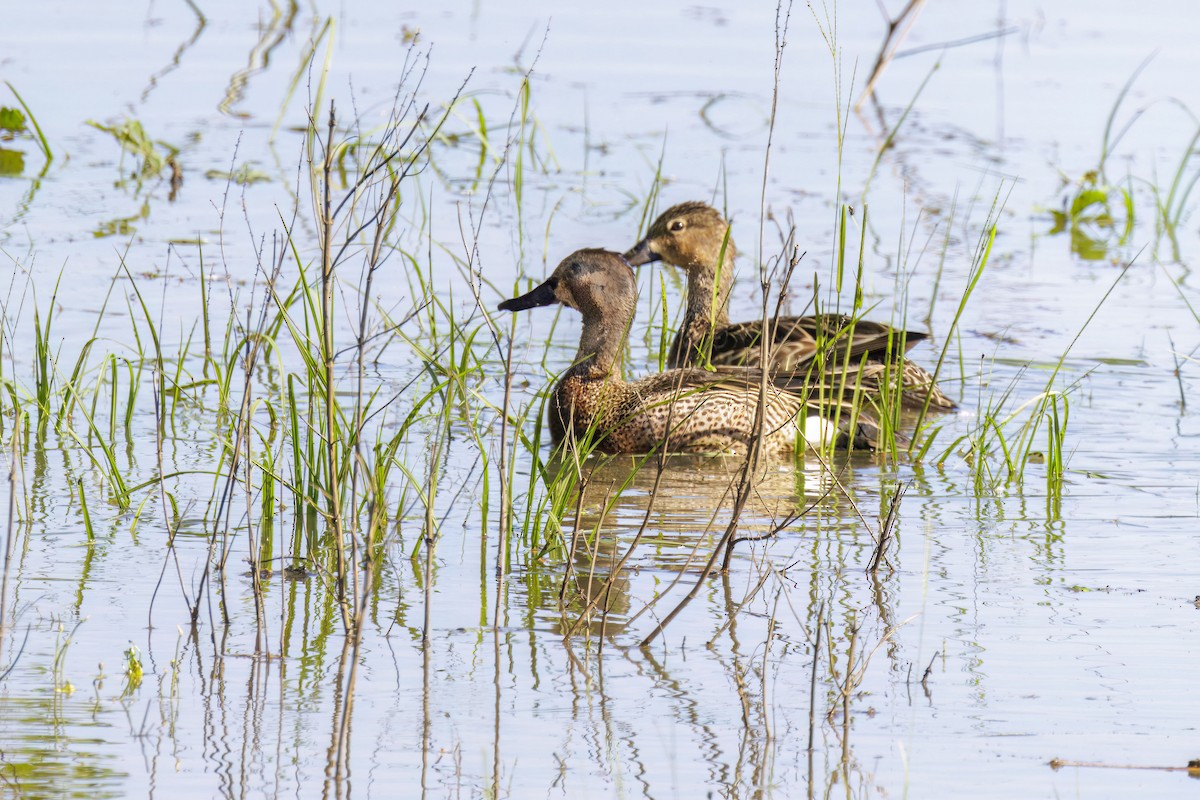 Blue-winged Teal - ML618066557