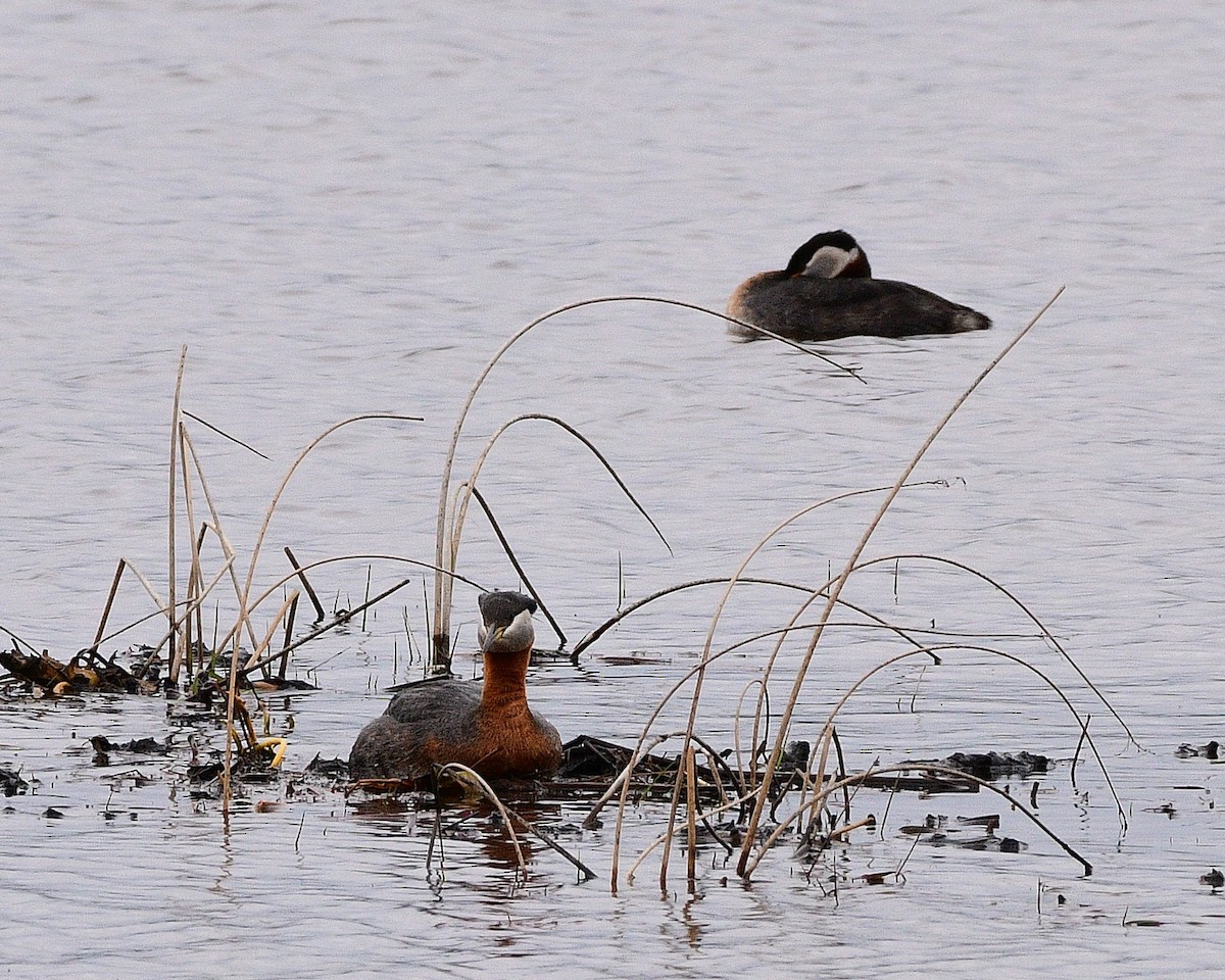 Red-necked Grebe - ML618066580