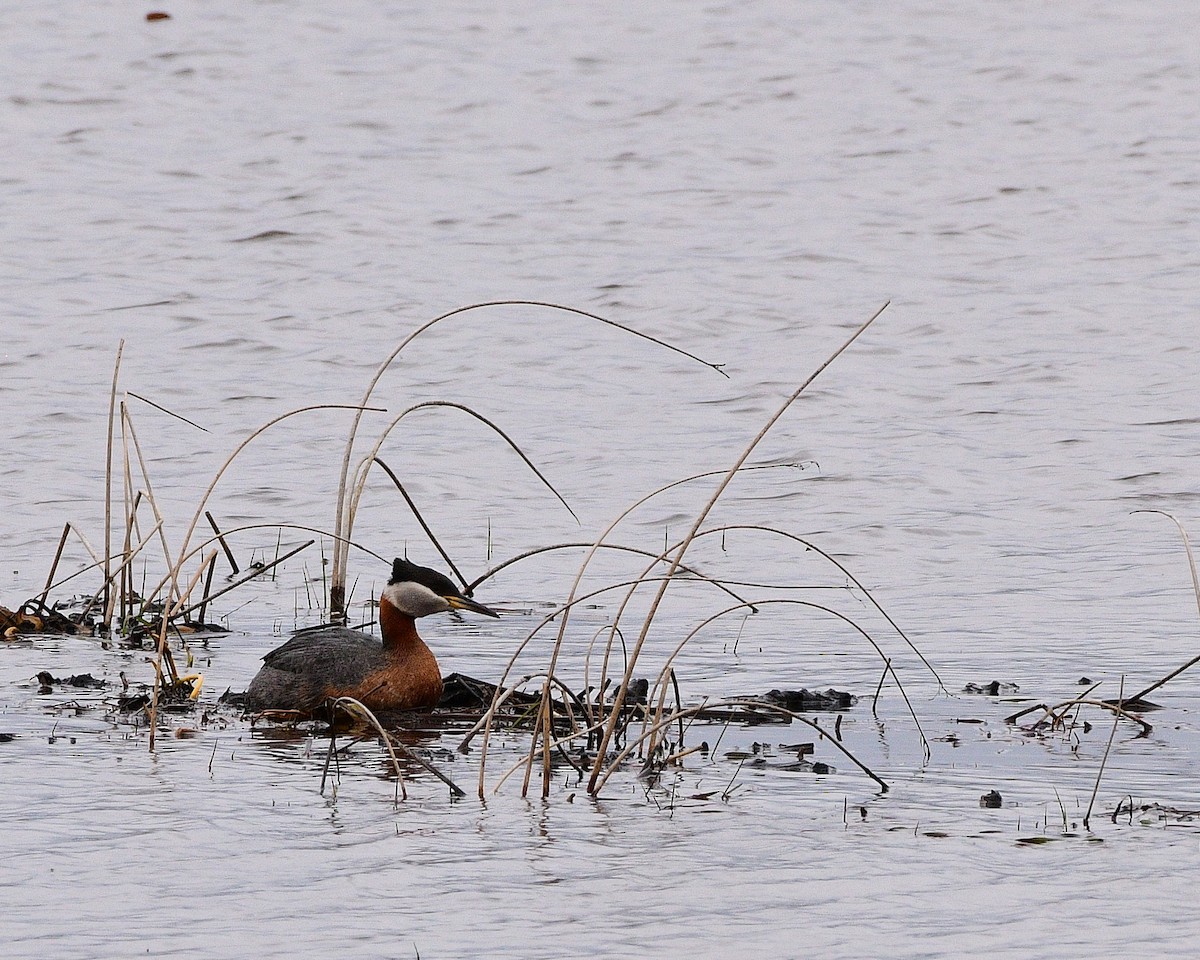 Red-necked Grebe - ML618066583