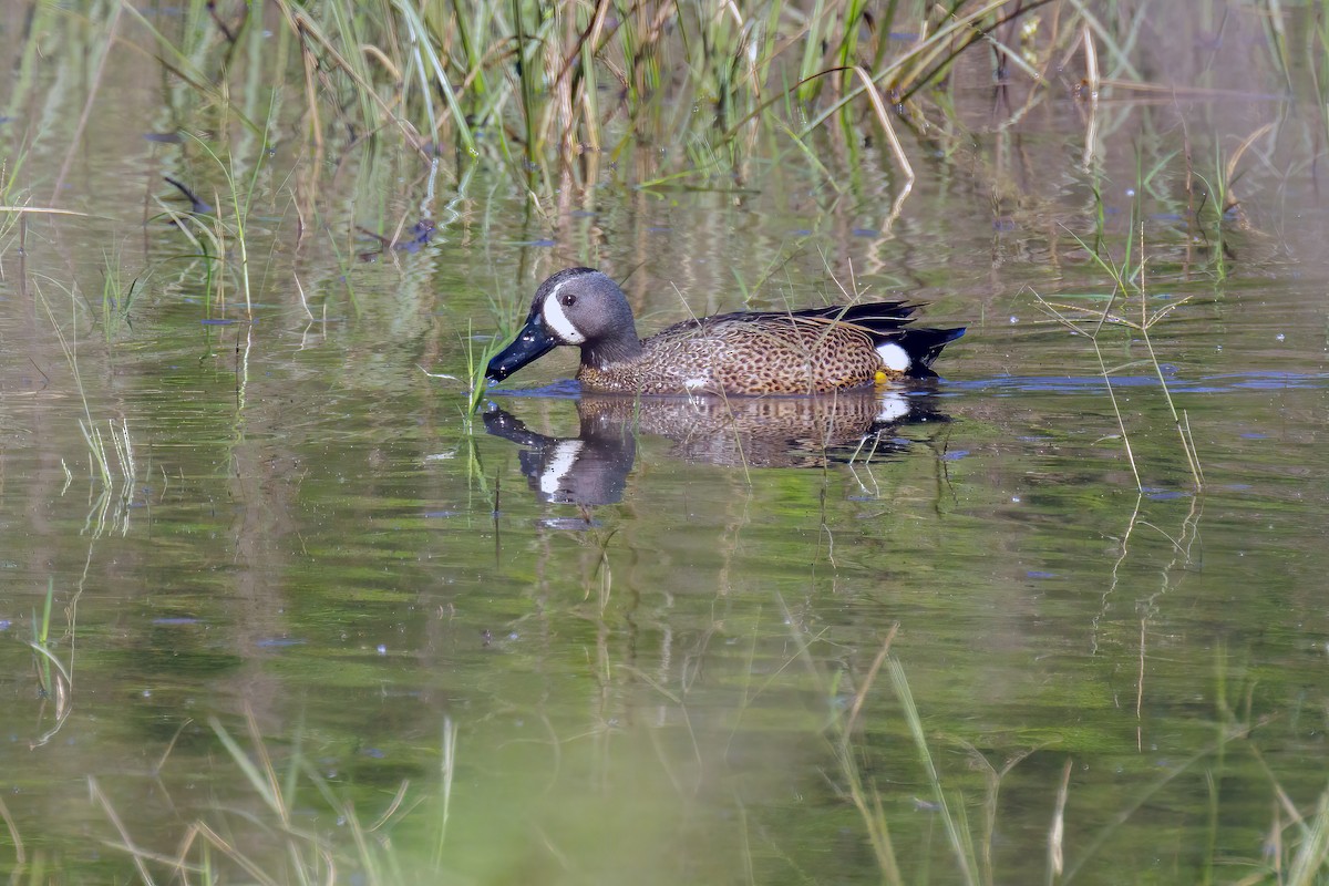 Blue-winged Teal - ML618066612