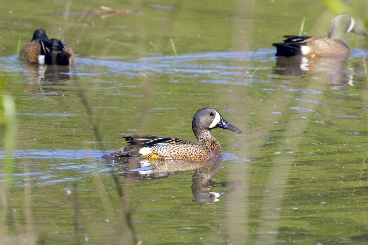 Blue-winged Teal - ML618066613