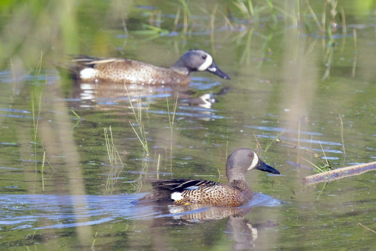 Blue-winged Teal - ML618066614