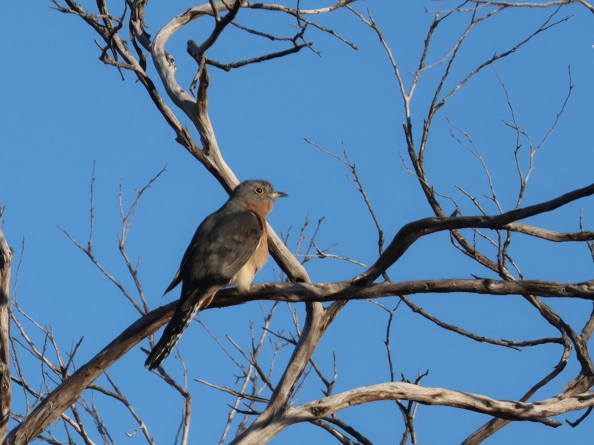Fan-tailed Cuckoo - ML618066675
