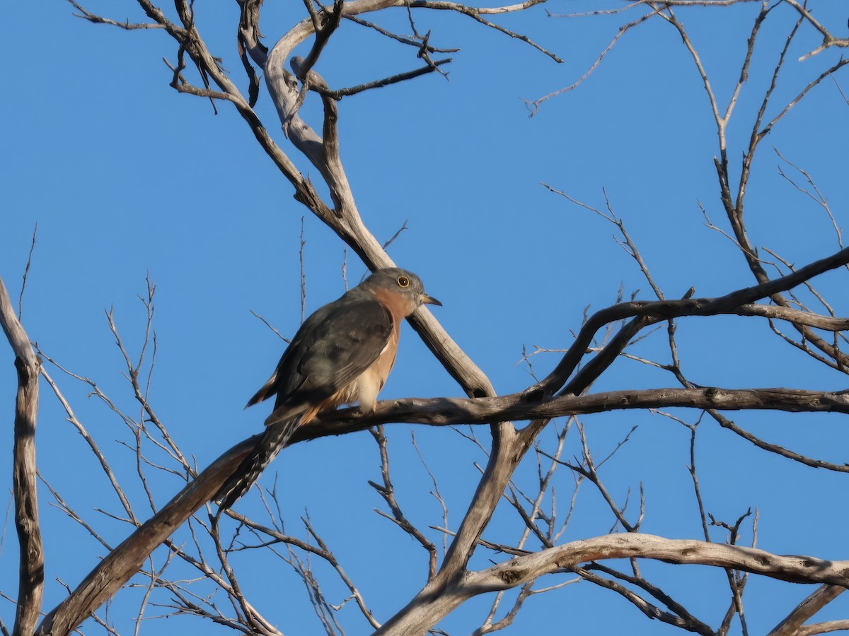 Fan-tailed Cuckoo - Heather Williams