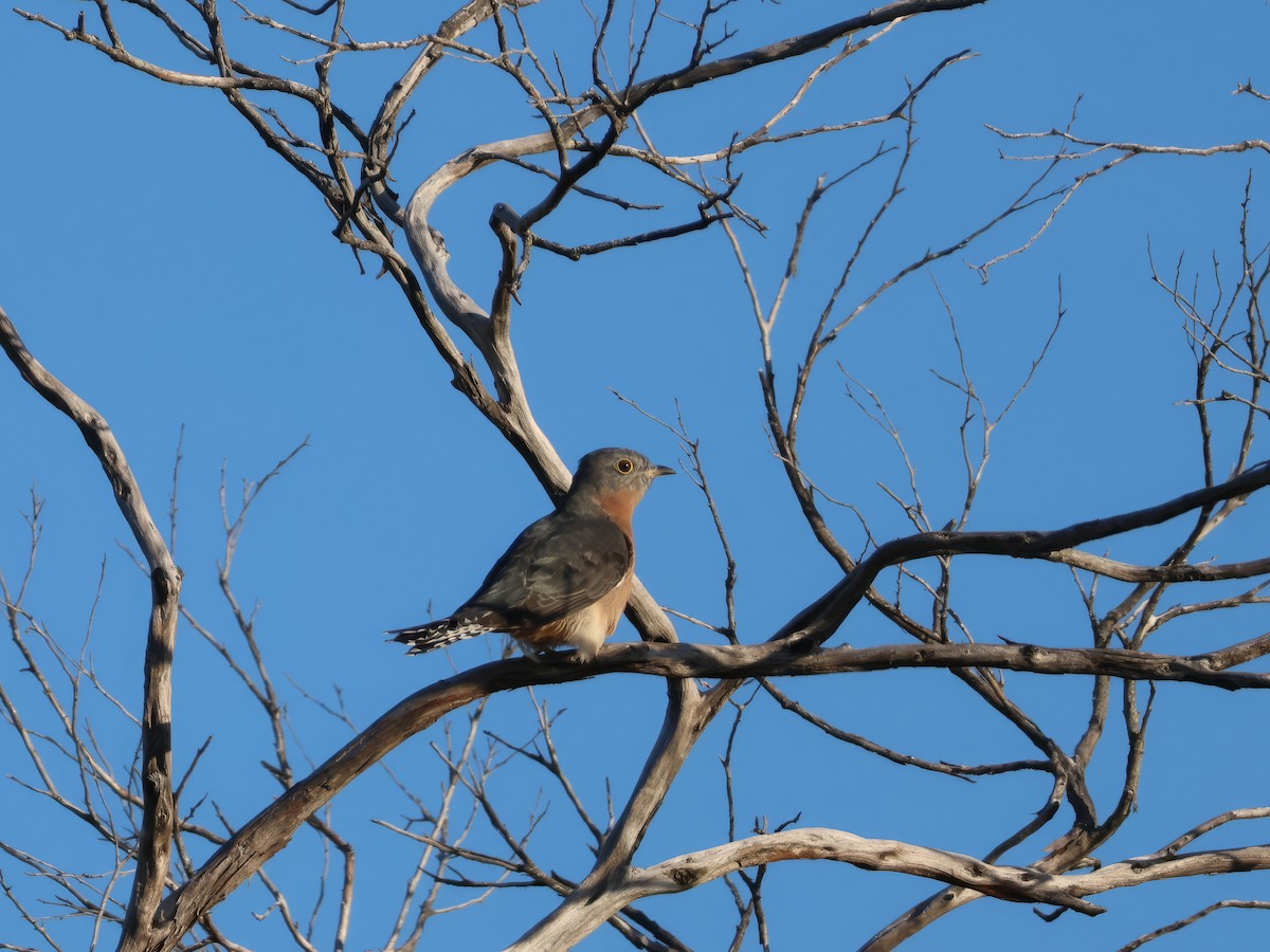 Fan-tailed Cuckoo - Heather Williams