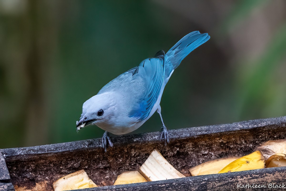 Blue-gray Tanager - ML618066682