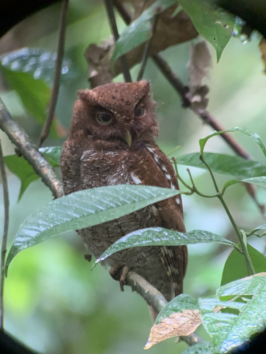 Middle American Screech-Owl - Zorek Ramírez