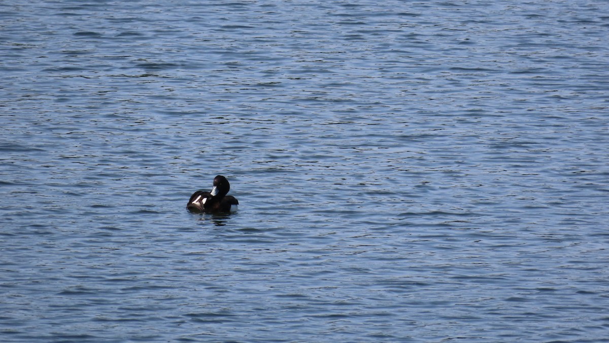 Tufted Duck - ML618066725