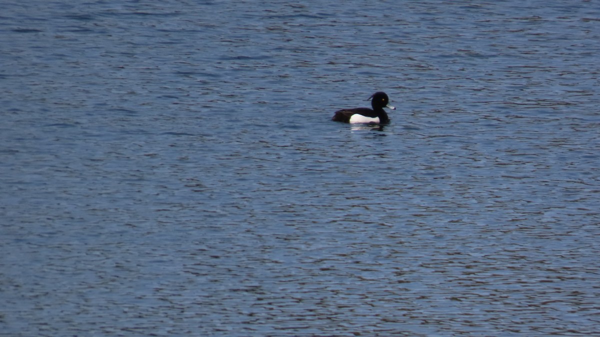 Tufted Duck - ML618066727