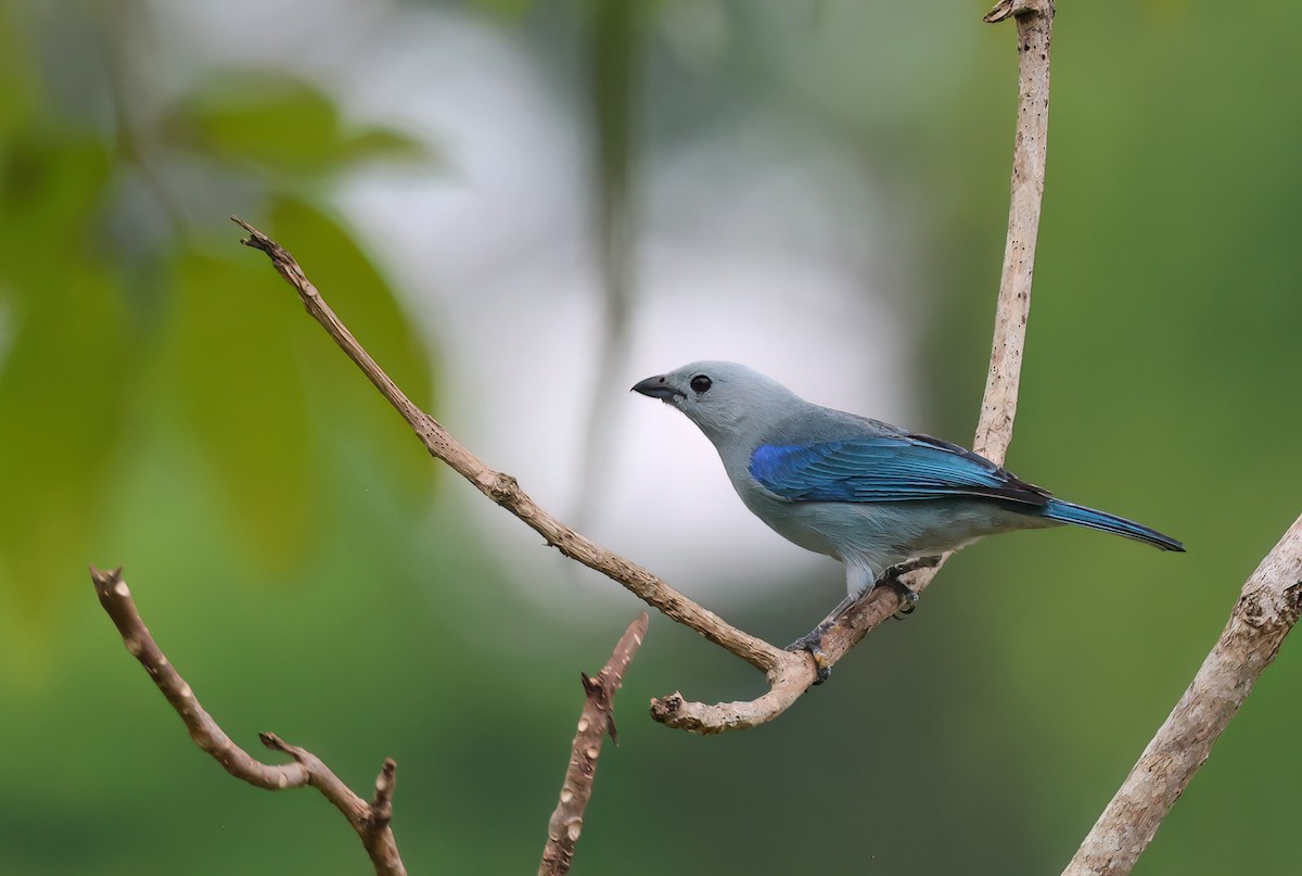 Blue-gray Tanager - ML618066738