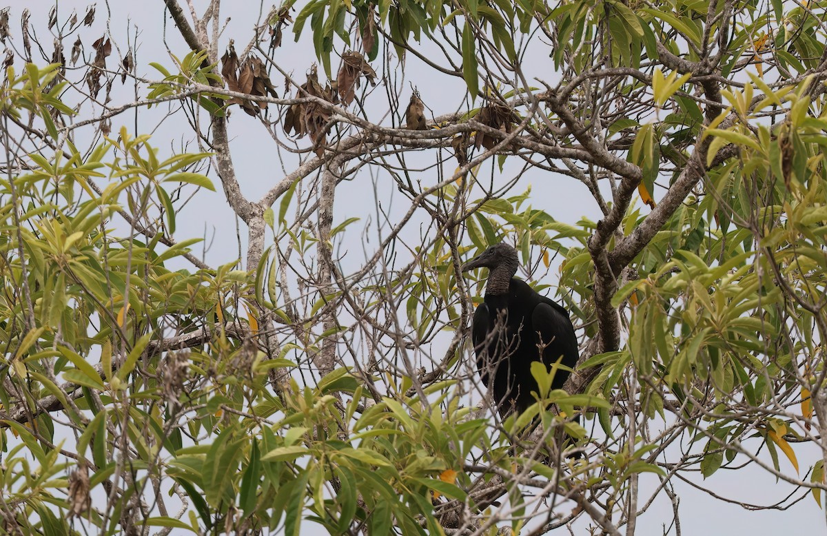 Common Black Hawk - Channa Jayasinghe